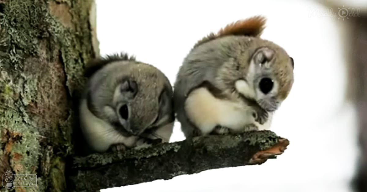 Two flying squirrels in a snowy, tree-filled outdoor setting during winter.