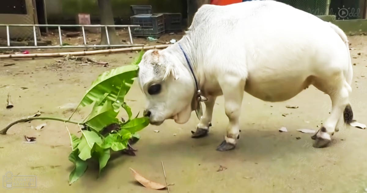 A white cow with a blue collar in an urban outdoor setting during daylight hours, surrounded by bare earth and scattered leaves, possibly spring or autumn.
