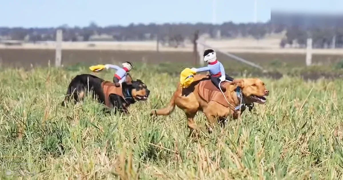 Two dogs 'riding' in an open field with trees and distant structures in the background on a sunny day.