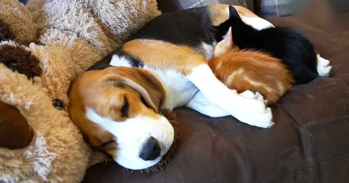 A beagle dog with a black, white, brown coat, sleeping on its head resting on a stuffed golden retriever toy in an indoor living room setting.