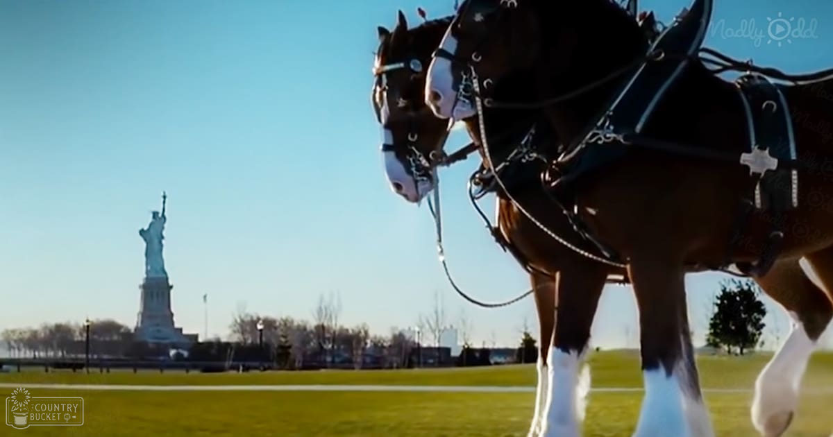 Budweiser's 9/11 Tribute