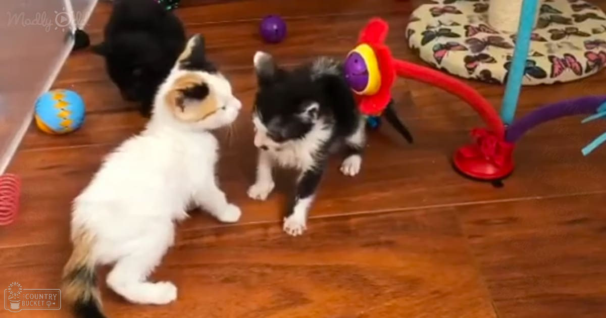 Two tabby kittens with white, brown, and black markings play among colorful toys in a cozy living room setting under natural light.
