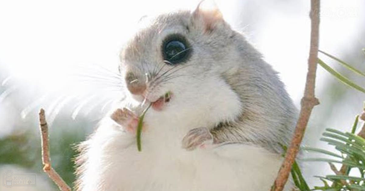 A flying squirrel with white fur and brown eye and ear markings in a snowy forest setting.