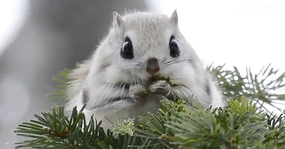 A white-furred adult squirrel with black eyes stands amidst green pine needles in a blurred, snow-dusted winter forest setting.