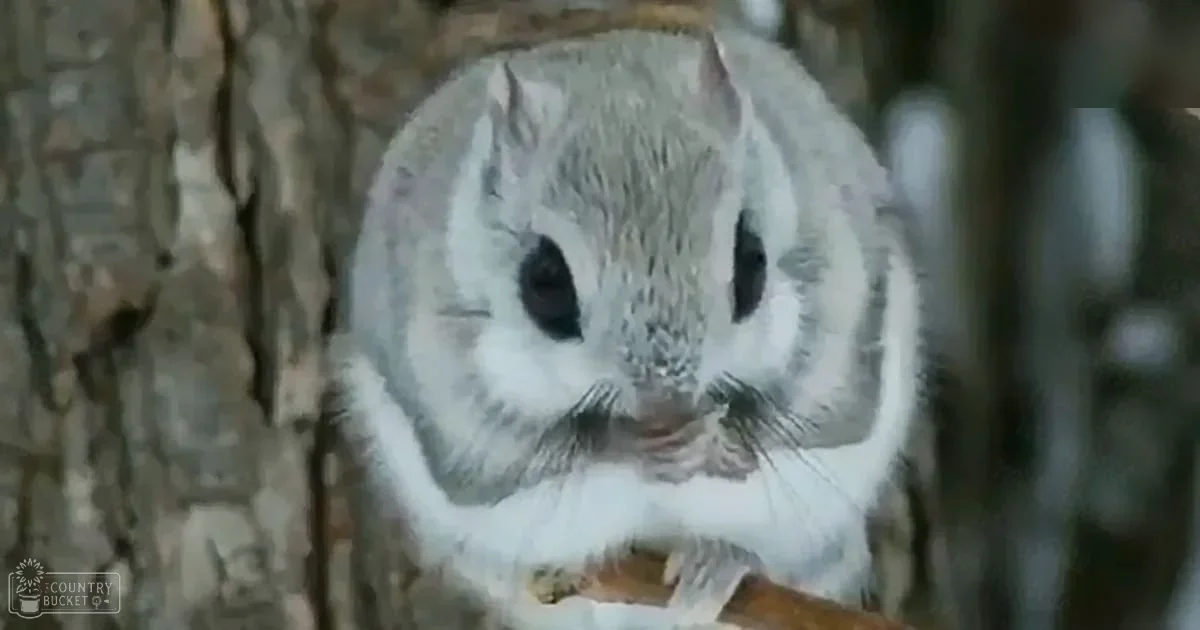 A flying squirrel with a predominantly white coat and gray markings in a forested setting under natural daylight.