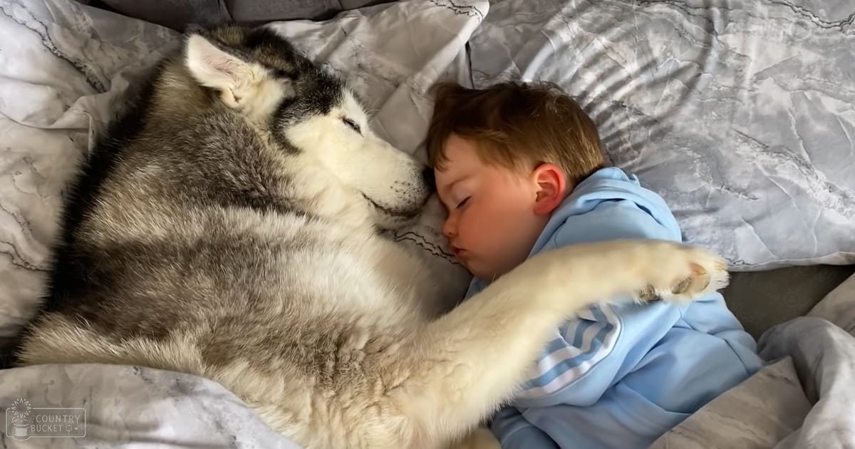 A toddler sleeping in bed with a husky, wearing light blue pajamas and surrounded by soft bedding.