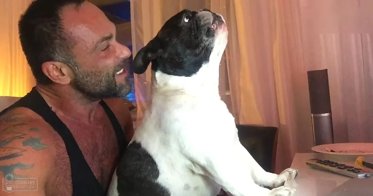 A French Bulldog with black and white markings interacts with a middle-aged to older adult male wearing a black sleeveless tank top indoors under warm evening light.