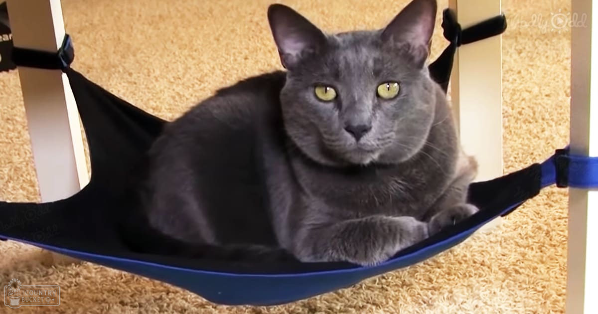 A gray-furred cat with yellow eyes, resting in a blue hammock-like bed indoors. Neutral-colored carpeting suggests an indoor environment.