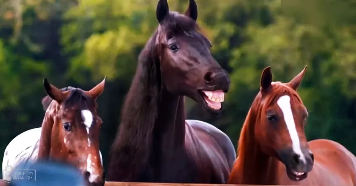 Three Arabian or similar adult horses, brown with white markings, in a lush green outdoor setting likely spring or summer day.