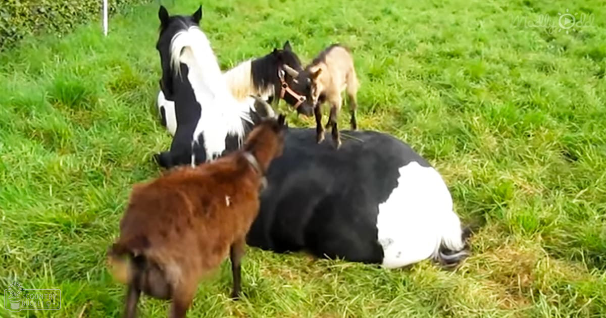 A black-and-white horse with a white blaze and tail lying down on grassy field, accompanied by two goats: one light brown juvenile goat standing on the horse's back; another darker brown goat facing away from camera. Setting is an outdoor pasture in spring or summer.