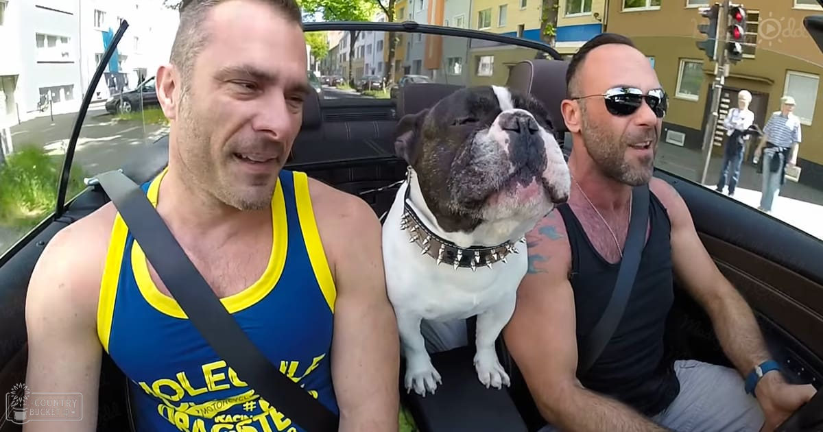 An American Bulldog with a white coat and dark brown markings, wearing a spiked collar, stands on an urban residential sidewalk alongside two men in tank tops. Multi-story buildings and pedestrians are visible in the background.