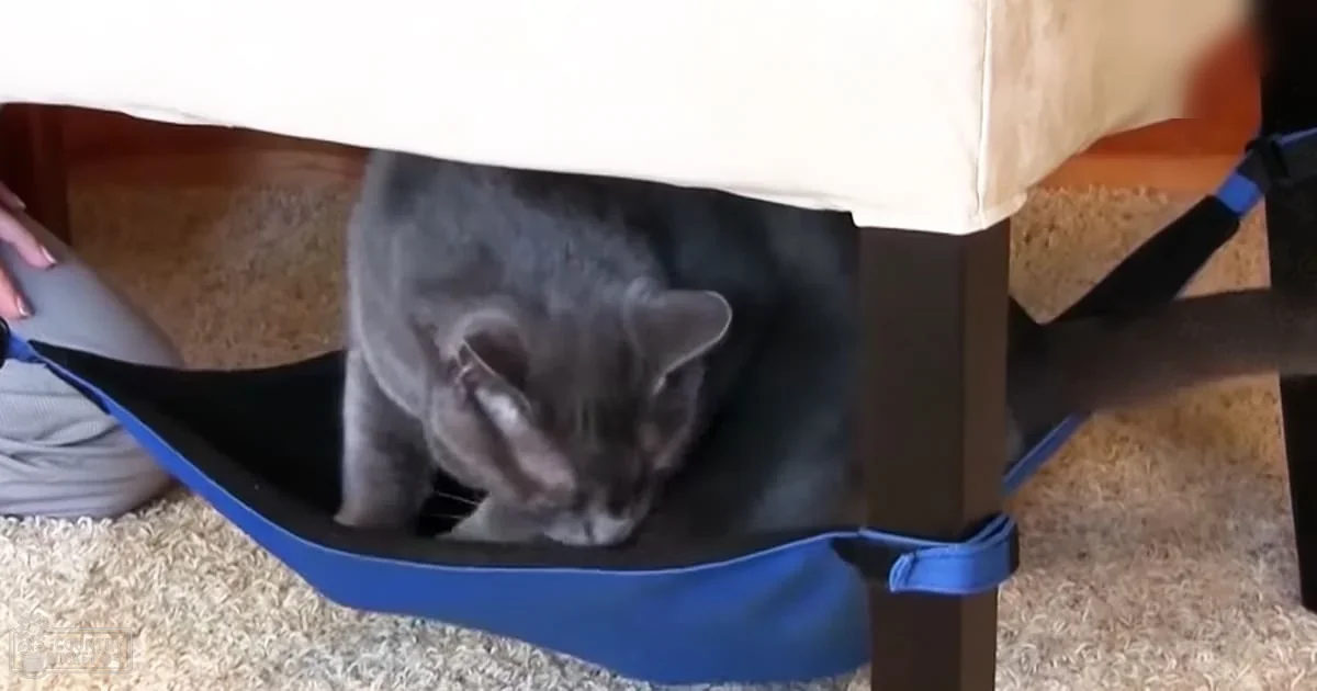 A gray cat under a bed frame in an indoor setting with natural light, likely daytime. The scene includes part of an adult wearing light-colored pants with a blue strap around the waist.