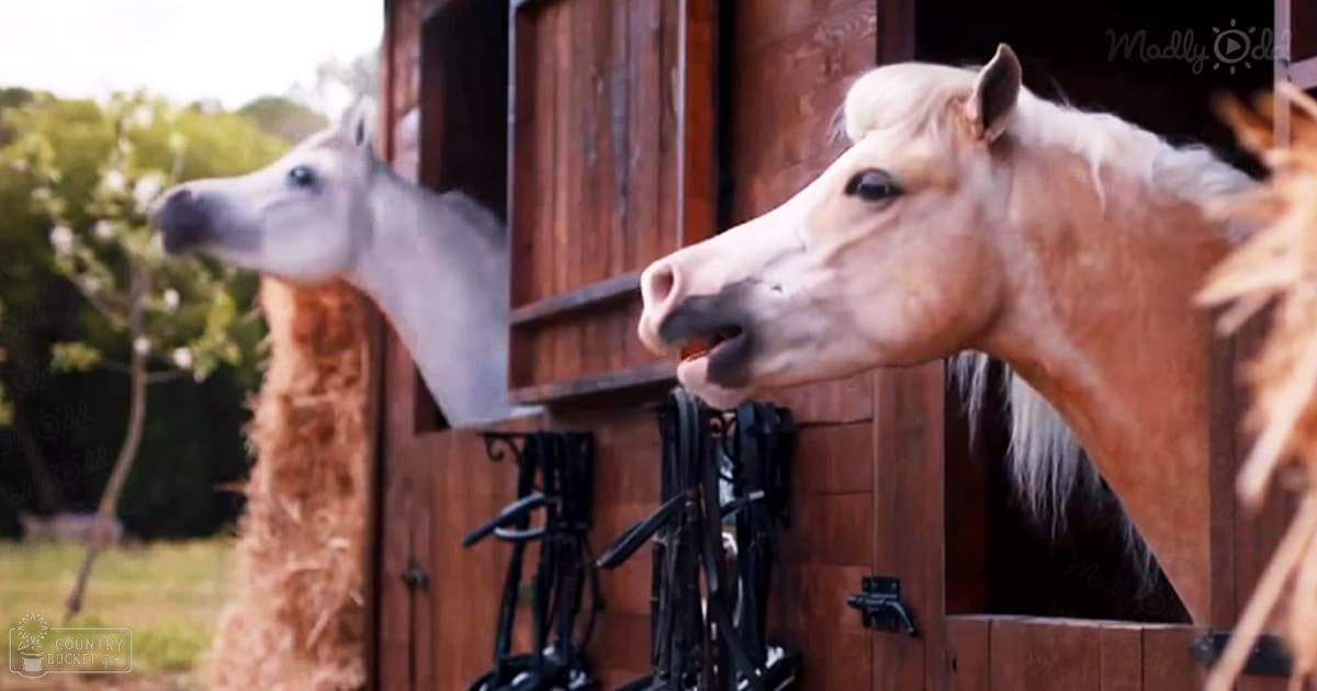 Two adult horses with distinct coat colors stand in a stable surrounded by greenery and hay bales, indicating a summer or spring daytime setting.