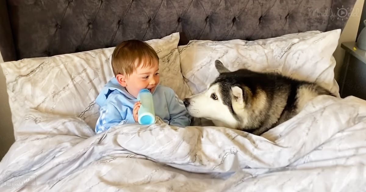 A husky dog resting indoors next to a child in a bedroom, natural light illuminating the scene.