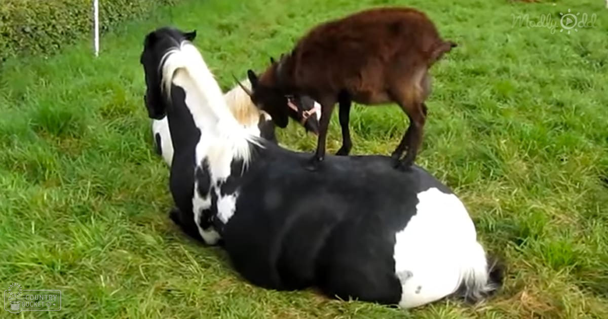 A black-and-white horse lying down in a lush green pasture with two dark brown and light brown goats nearby.