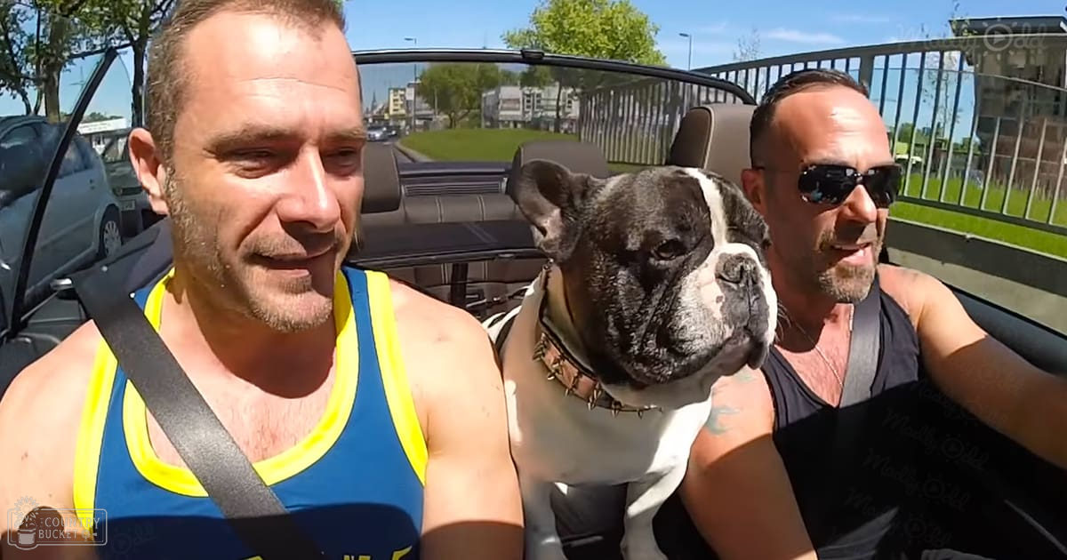 A French Bulldog with black and white coat sits in a convertible car interior alongside two middle-aged to older adult males wearing sleeveless tank tops on a sunny day.