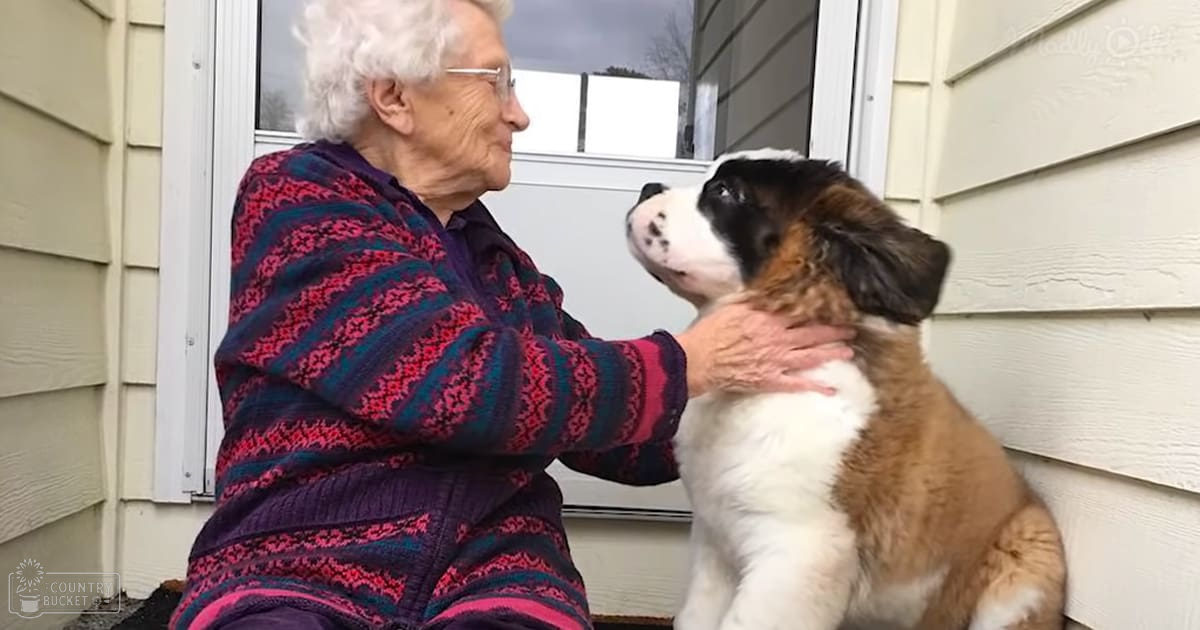 An older adult female wearing a red and blue knitted sweater interacts with an adult Saint Bernard dog outside her home on a day with natural light, suggesting late fall or early spring.