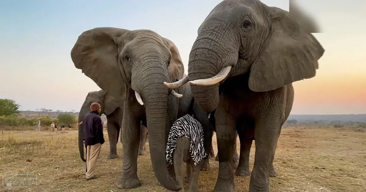 African elephants in a dry savanna at sunset with muted greens and yellows under a clear blue sky transitioning to warm oranges and pinks near the horizon.