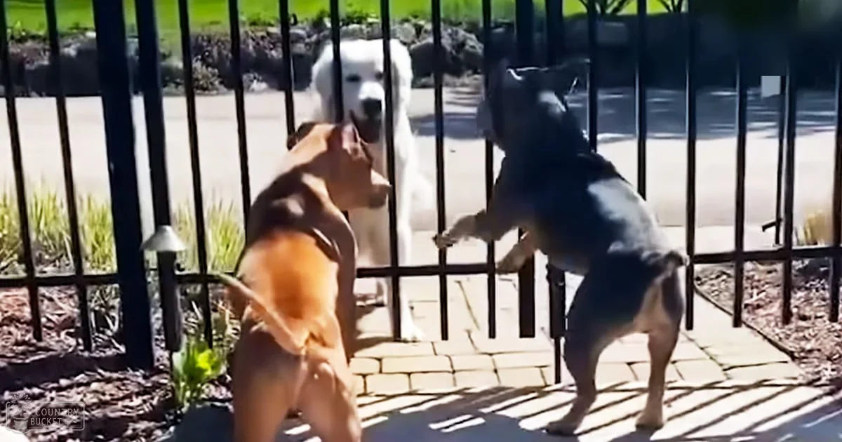Three dogs interacting at an outdoor gate in a residential neighborhood on a sunny day.