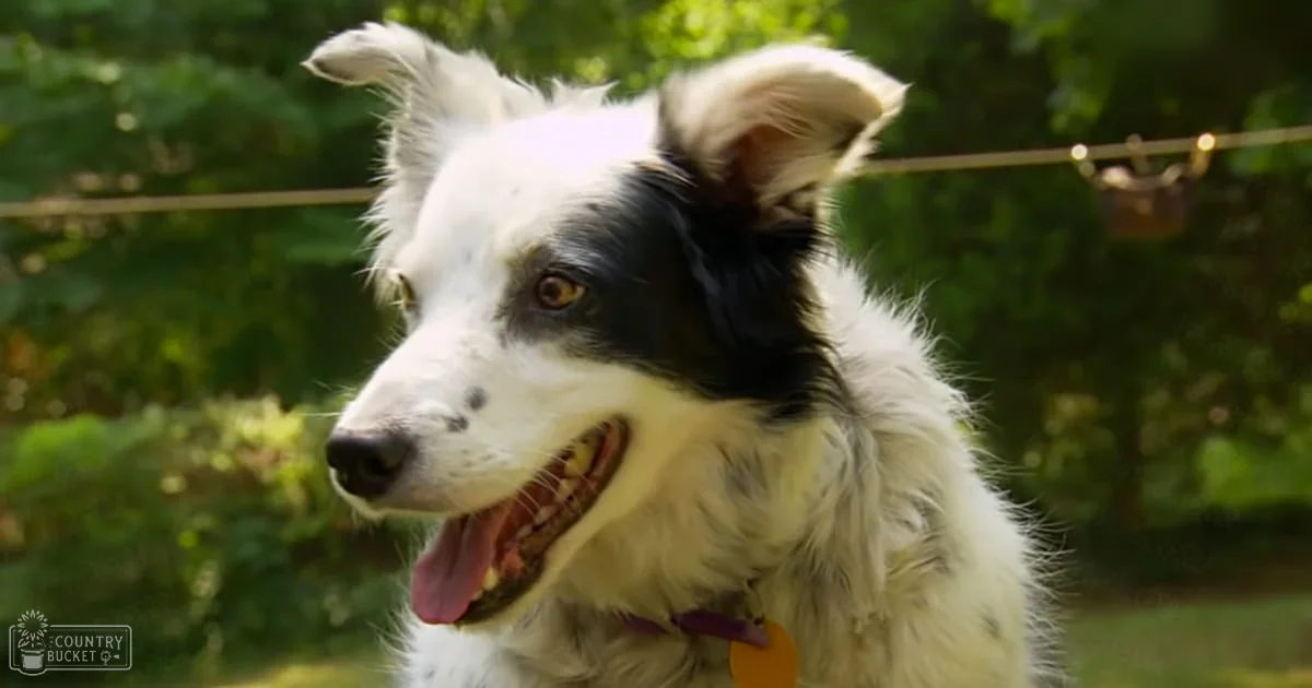 A white Border Collie with black markings around its eyes and ears stands outdoors amidst lush greenery on a sunny day.