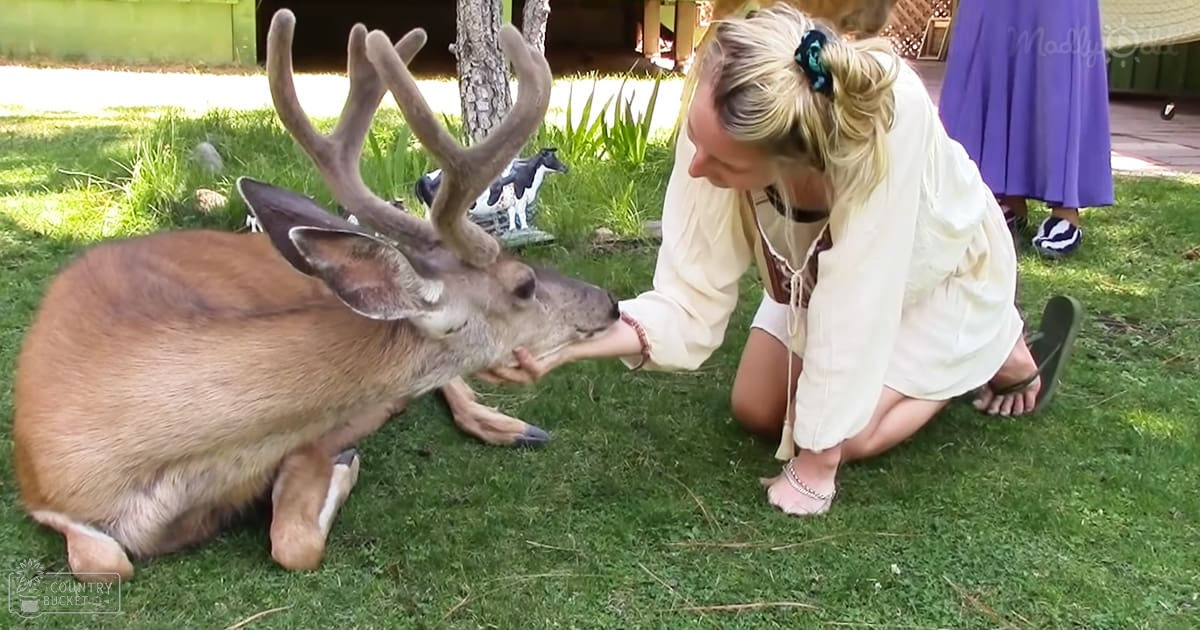 An adult female interacts with a mule deer in a grassy outdoor setting, wearing white blouse and brown belt, surrounded by spring or summer greenery under natural daylight.