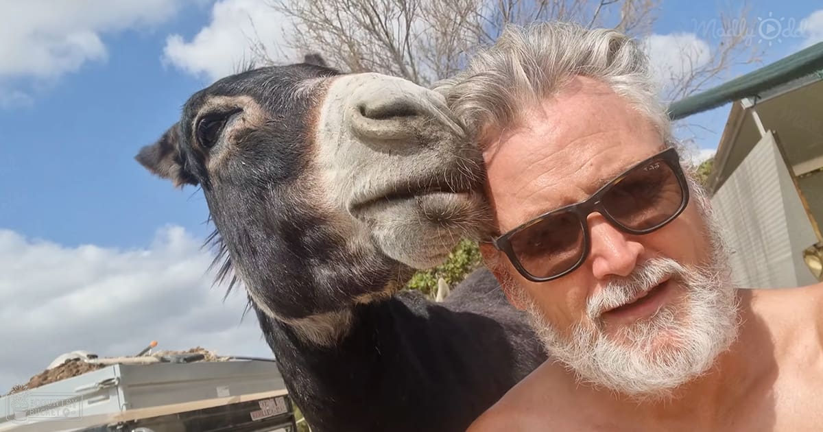 An older adult male in sunglasses interacting with a donkey in a rural, sunny outdoor setting surrounded by scattered debris and a partially visible vehicle.