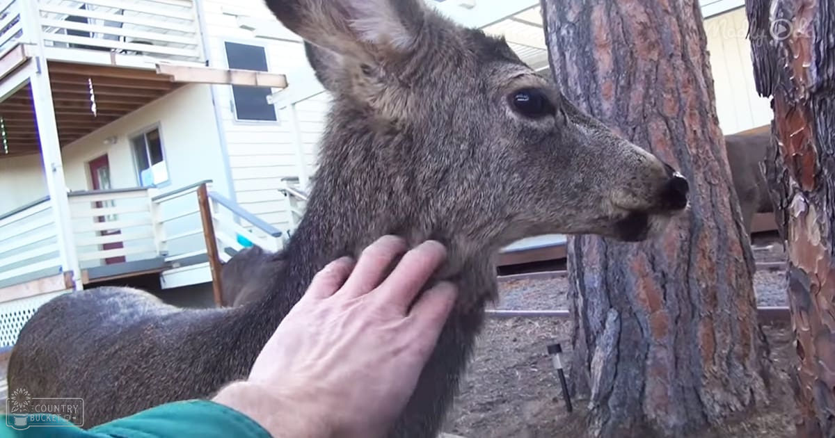 Adult male petting a mule deer in a residential backyard during late afternoon or early evening, with brown tree trunk, green jacket, white house siding, and soft shadows.