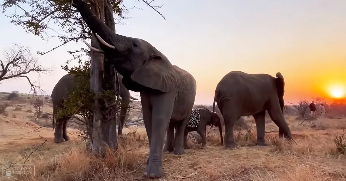 Two adult male elephants in a savanna with dry grass under a clear sky during golden hour.