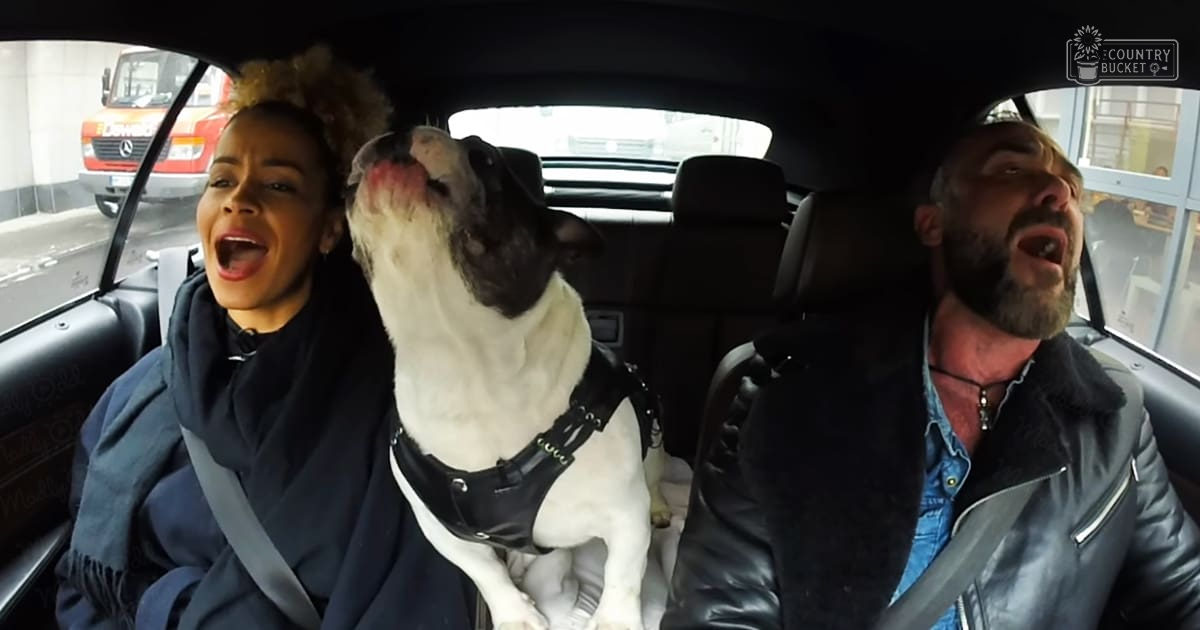 A French Bulldog wearing a harness sits in the back seat of a car as two adults, one female with dark blue coat and scarf, and an older male with black leather jacket and necklace, look on.