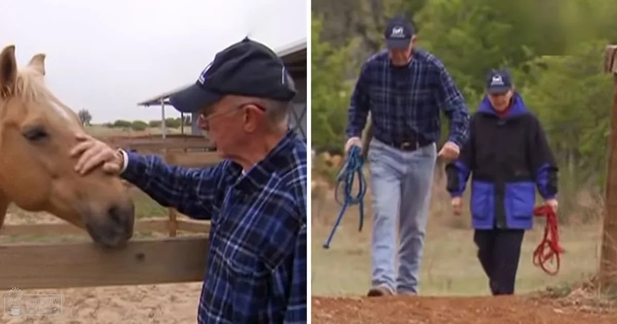 A middle-aged man in a dark blue plaid shirt interacts with an adult horse on a farm during the daytime.