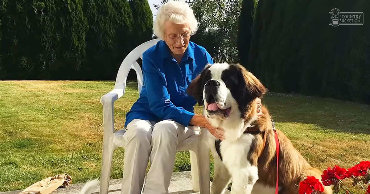 An older adult woman with a Saint Bernard dog in a garden setting during spring or summer with natural sunlight.