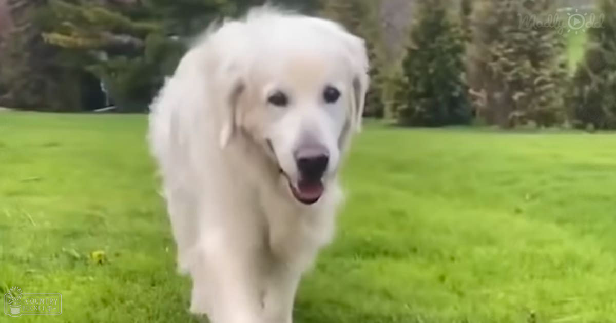 A white Golden Retriever with long fur sits on a grassy area within a park surrounded by trees and shrubs; the season appears to be spring or summer, with natural daylight illuminating the scene.