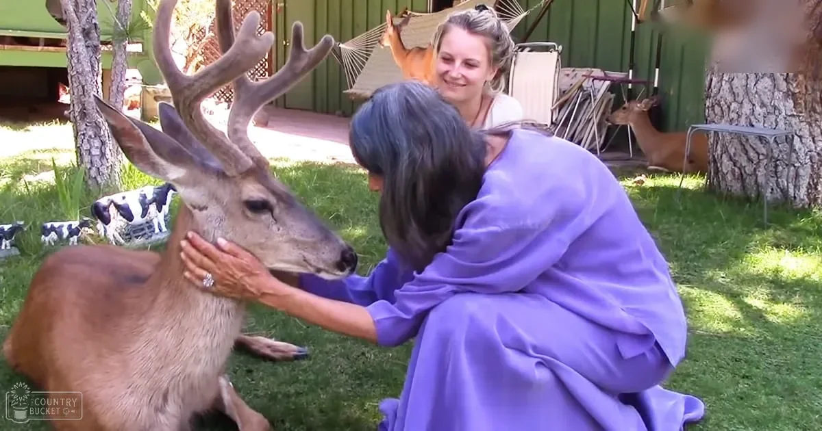An older adult woman in a purple dress pets an adult buck deer in a lush outdoor garden setting with a hammock and scattered cow figurines, surrounded by natural light and greenery.