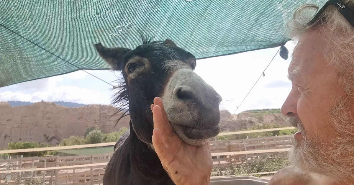 An adult male wearing sunglasses atop his head stands beside an adult donkey under green netting, in a rural outdoor setting with rocky terrain and vegetation.