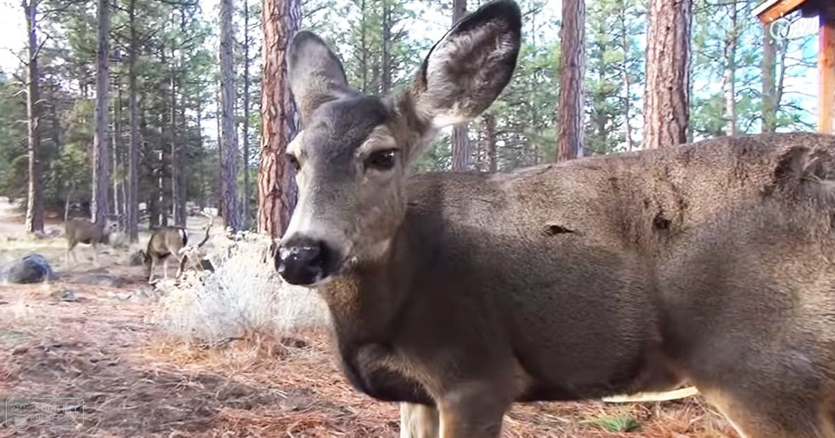 A close-up of a deer with large ears, dark fur, and a light-colored muzzle in a forested area.