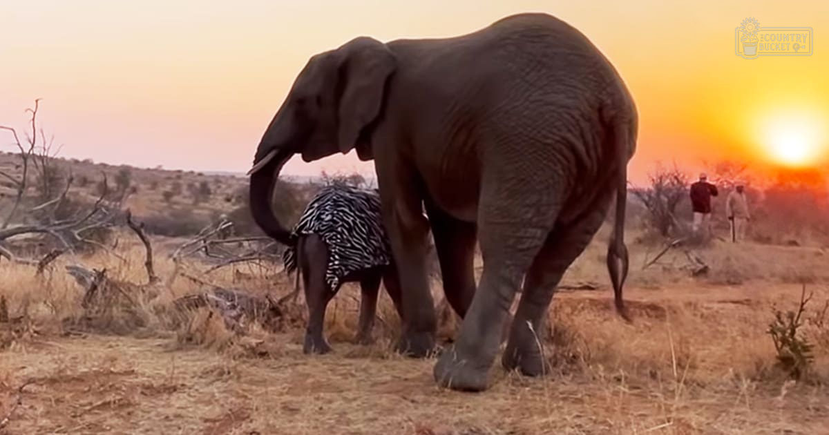 An African elephant with dark gray wrinkled skin and large ears stands in an open savanna landscape during sunset.