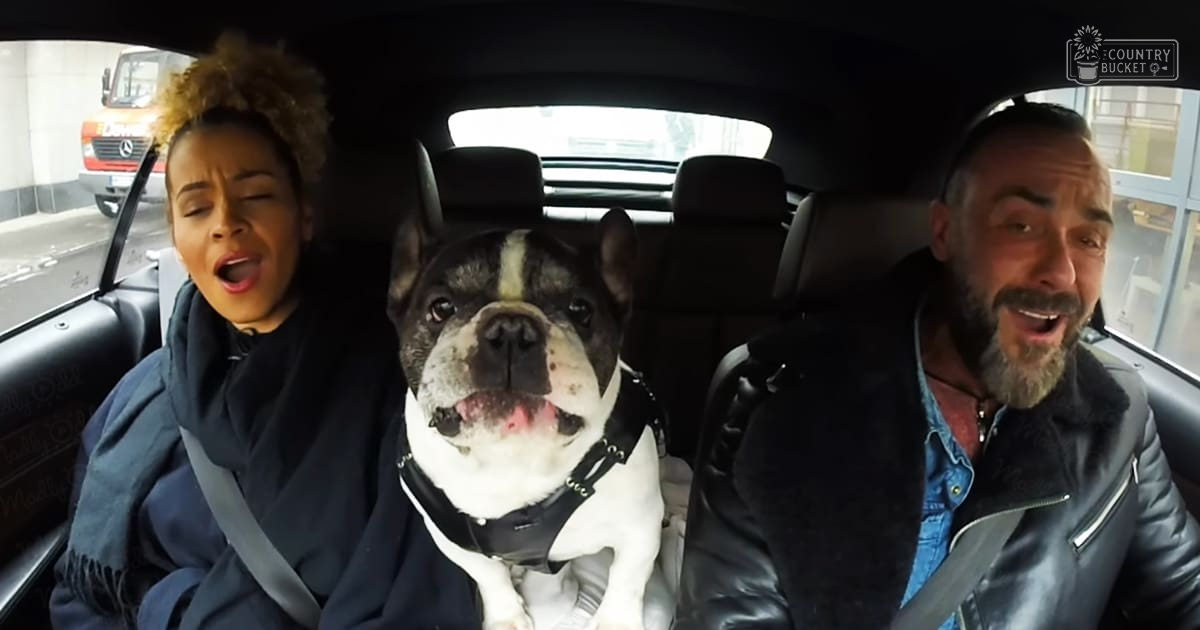 An adult male and female sit beside a French Bulldog in an urban car interior, with red vehicle visible through window.