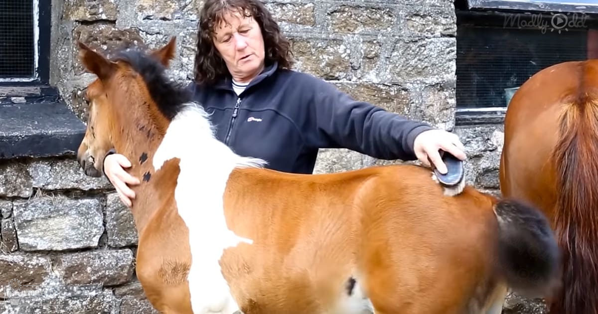 A middle-aged adult female in a dark blue zip-up jacket grooms a juvenile brown horse with white markings against an outdoor backdrop of stone and natural light.