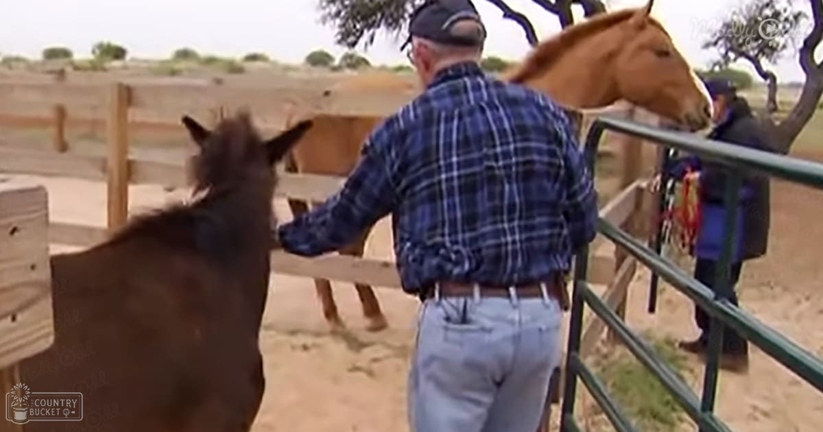 An older adult male interacts with Arabian horses on a farm or ranch during spring or summer under natural daylight.