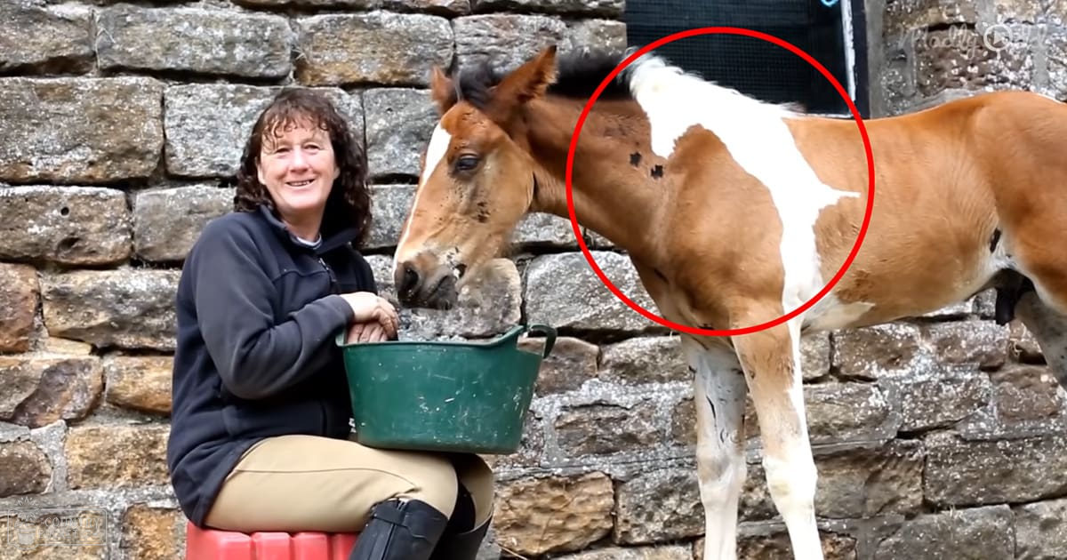 A middle-aged female interacts with a juvenile Pinto or Paint horse foal in an outdoor rural setting, surrounded by natural light and various objects like a green bucket and red cushion.