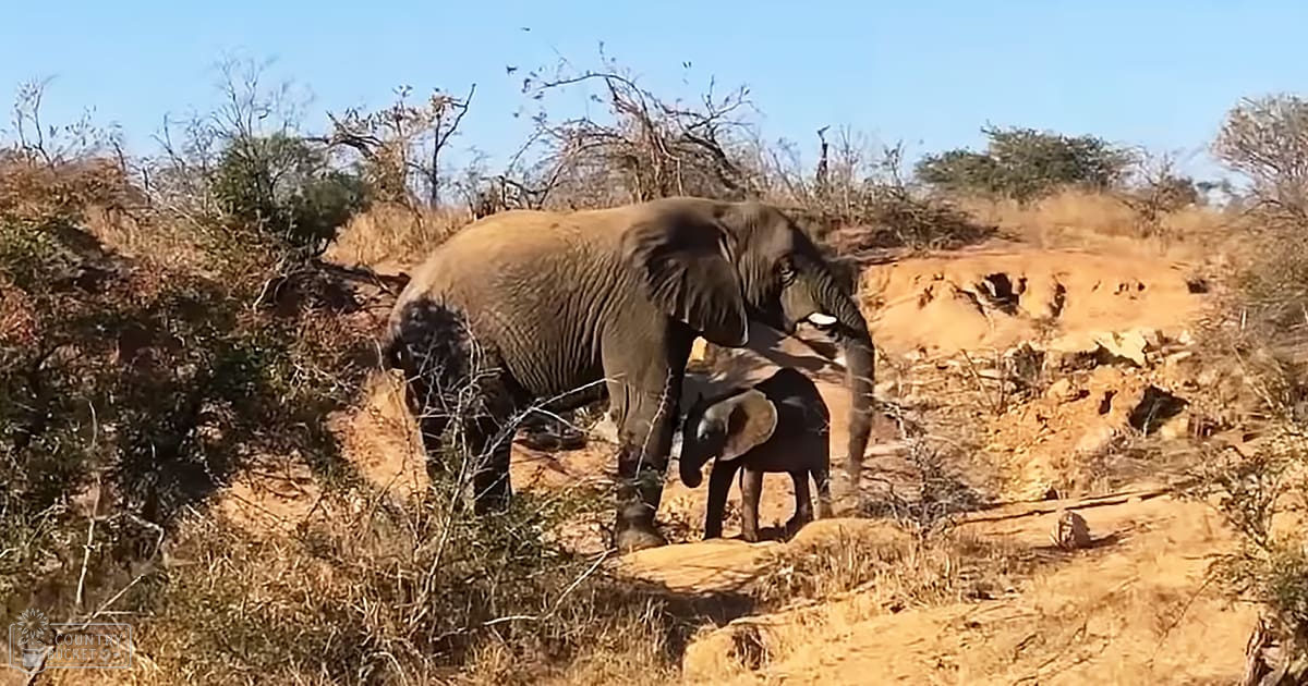 African bush elephant with a juvenile calf in a dry savanna landscape under bright midday light.