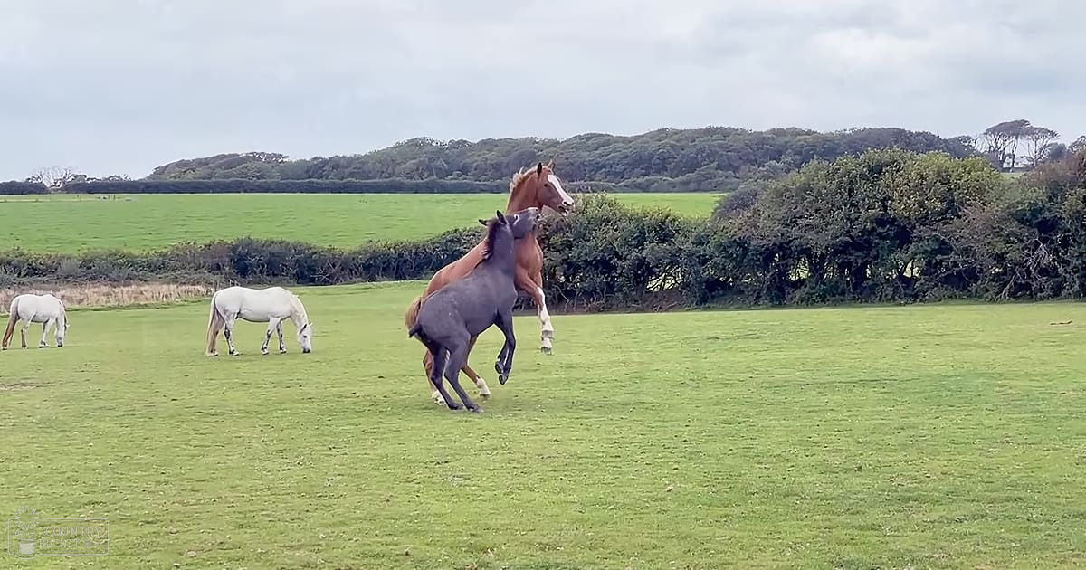 Two brown adult horses playfully interacting; one juvenile or young adult gray horse in a grassy field with trees and bushes under cloudy skies.