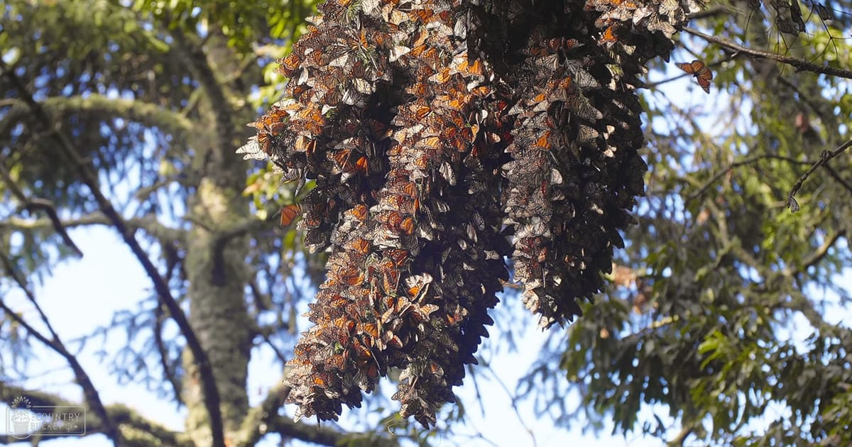 Monarch butterflies (Danaus plexippus) cluster on tree branches in Mexico, with orange wings, black veins, white spots, and some brownish tints due to clustering.