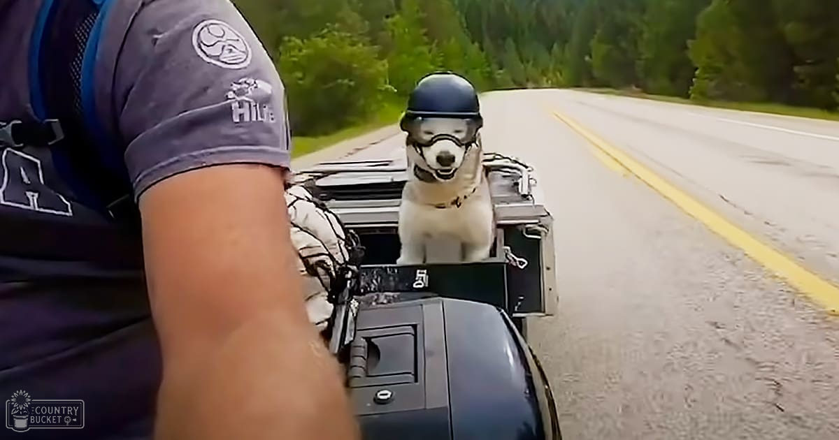 A Jack Russell Terrier or similar small breed dog riding in a sidecar on a rural road with trees lining the sides, under soft afternoon light.