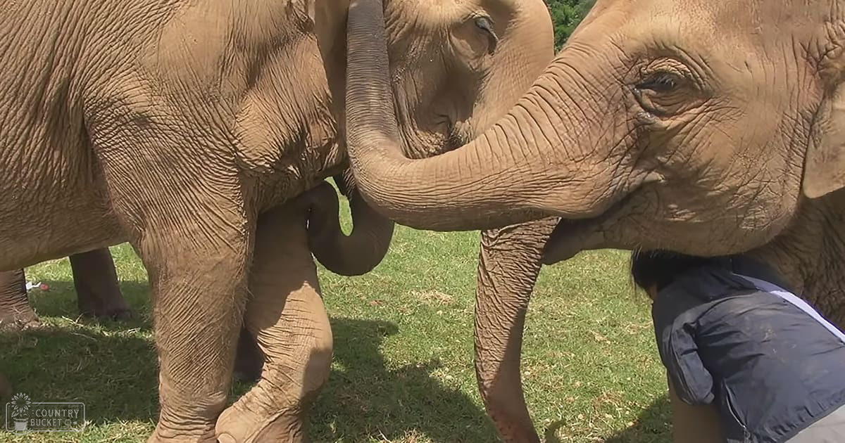 Two elephants in a zoo or wildlife sanctuary with a young adult male wearing dark blue striped shorts crouching nearby under bright sunlight during spring or summer.
