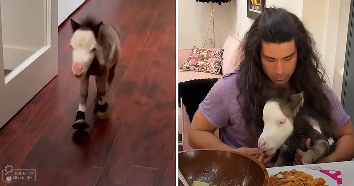 A juvenile miniature horse with white face and brown patches, standing indoors in a cozy living space with wooden flooring. An adult male singer wearing a purple short-sleeved shirt is visible.