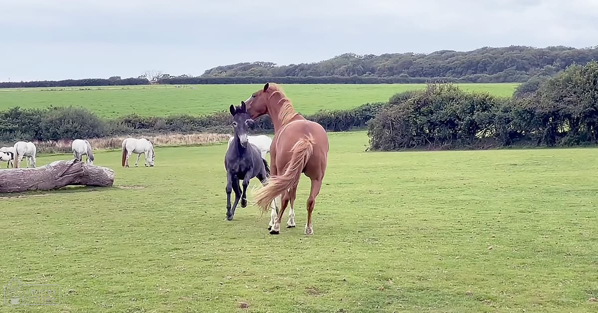 Horses grazing in a lush green field with trees and an overcast sky, likely spring or summer.