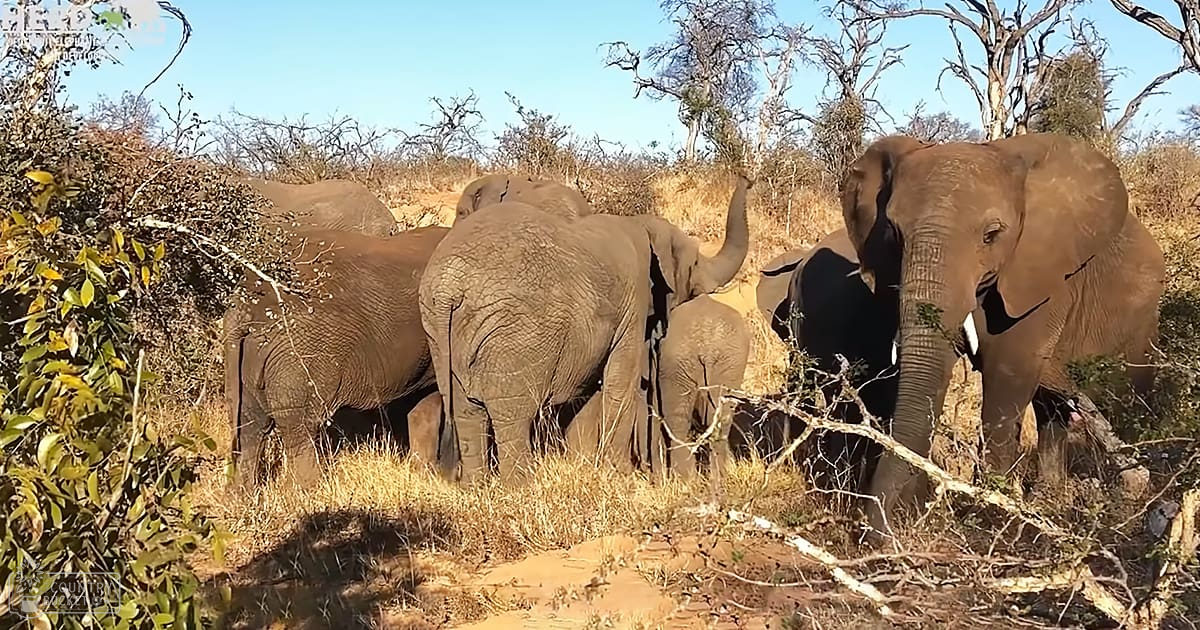 A herd of African elephants in a savanna landscape with dry grasses, scattered trees, and shrubs under a clear blue sky.