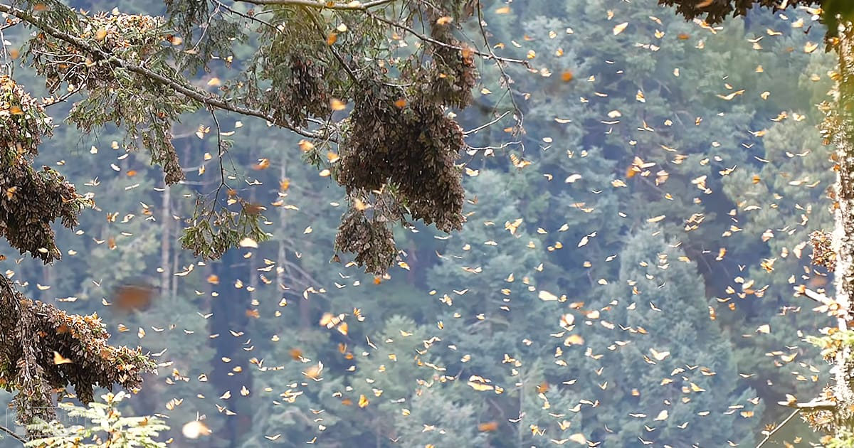 Monarch butterflies gathering in a forested area with bare branches suggesting late autumn or early spring.