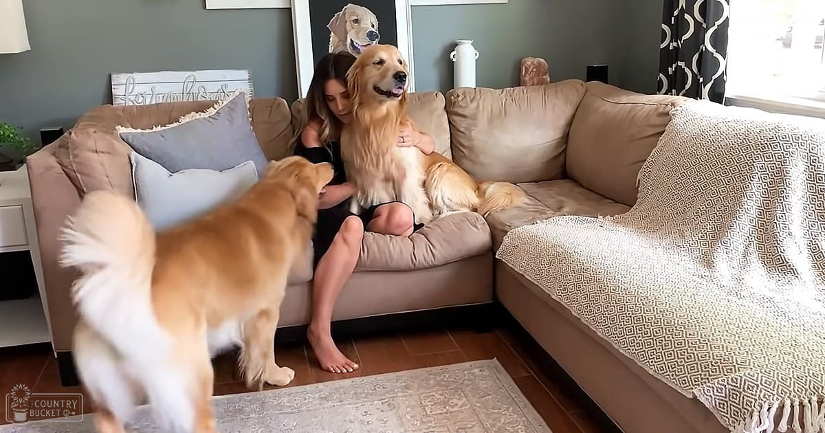 A woman with two golden retrievers in a cozy living room filled with neutral-toned decor and natural light.